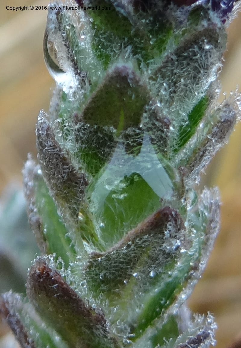 Draba, Ulloa, C 2421--Ecuador. Pichincha. Nevado Cayambe. 6 Oct 2012. DSC07236 (172).JPG