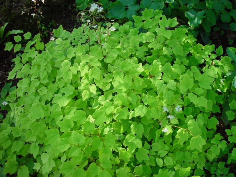 Vancouveria hexandra--France. Paris. Jardin des Plantes. 30 May 03. 042.jpg