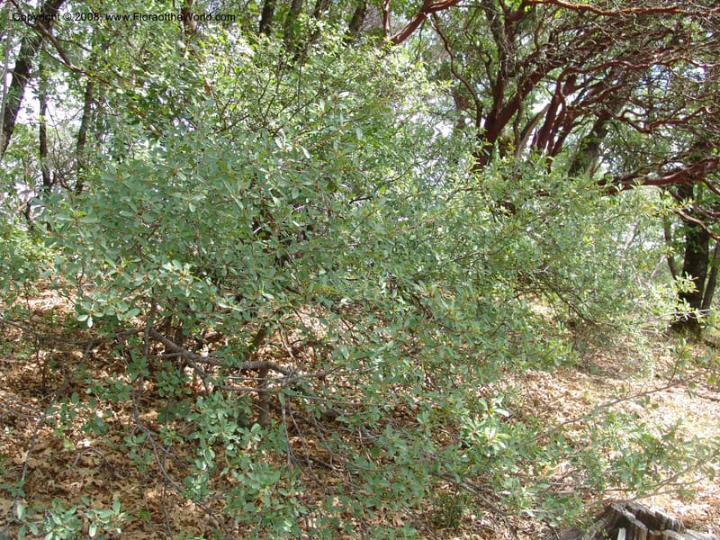 Rhamnus rubra, CDavidson11068--CA. Shasta Co. Lake Shasta. Waters Gulch Trail. 5 Jun 07. 226.jpg