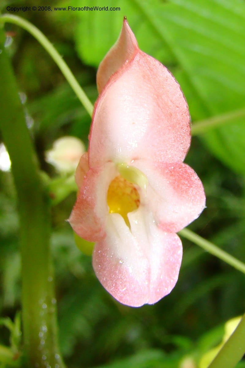 Impatiens austrotanzanica, WKindeketa2975--Tanz. Rungwe Distr. Rungwe For. Res. 24 Jan 08. 068.jpg