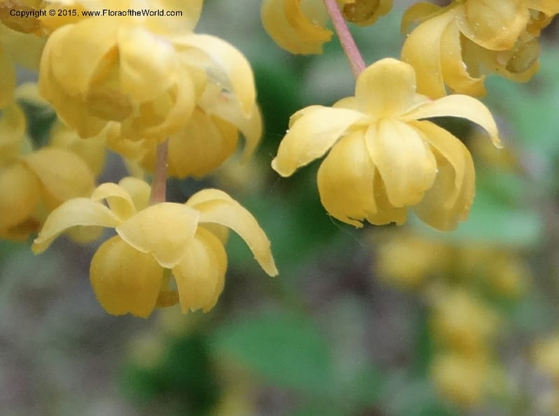 Berberis, Boufford, D 43610--China. Sichuan. ShaShiDuo. 8 May 2014. DSC04232 (215).JPG