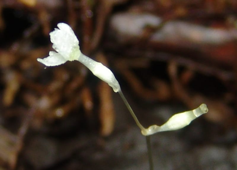 Gymnosiphon, Croat94412--Ecuador. Prov. Pichincha. Res. Guaycuyacu. 10 Feb 05. 290.jpg