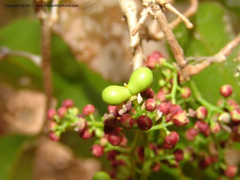 Lepisanthes perrieri, ZRogers1160--Madag. Prov. Antsir. Parc Nat. Ankarana. 10 Nov 06. 139 (13).jpg