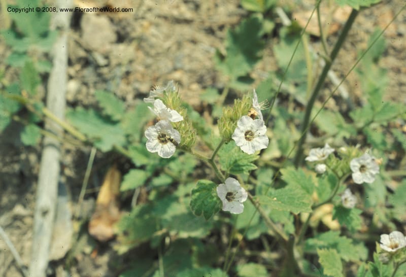 Phacelia bolanderi, CDavidson5891--CA. Mendocino Co.  Mtn View Rd twd Boonville. Birch Cr. 18 Jun 77. 002.jpg