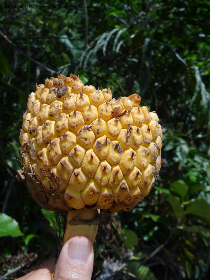 Pandanus kamiae, Callmander, M 1021--Sabah. Klias Forest Reserve. 3 Apr 2012. DSC06489 (94).JPG