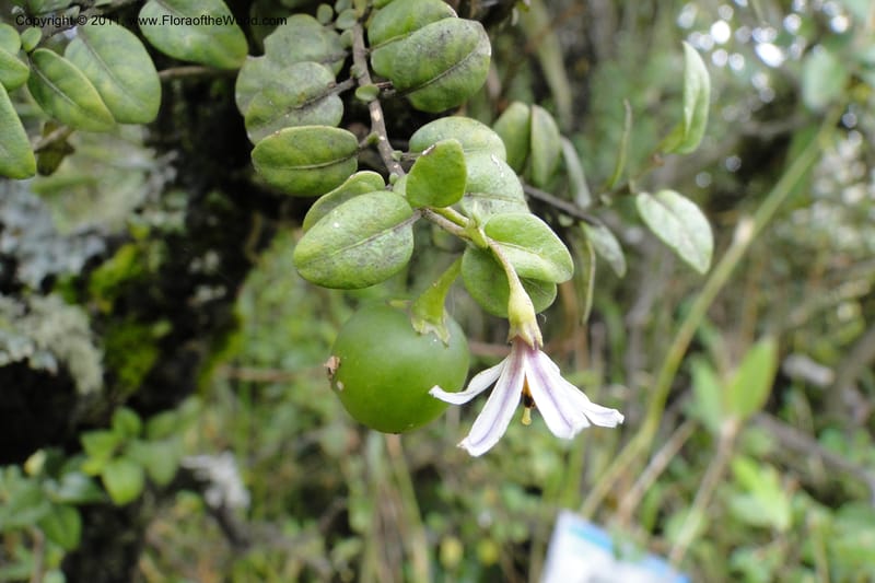 Solanum, Ulloa 1967--Ecuador. Pichincha. Old rd to Papallacta. 31 May 2011. 091 (7).jpg