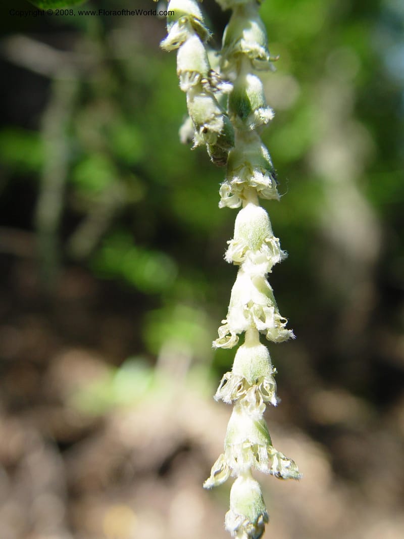 Garrya elliptica--CA. Alameda Co. Huckleberry Bot. Reg. Pres. 11 Feb 04. 024.jpg