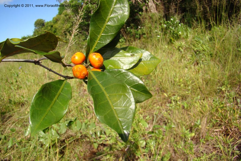 Morinda, Razafindraibe 206--Madagascar. Prov. Fianarantsoa. RN 12. 14 Jan 09. 292 (1).jpg