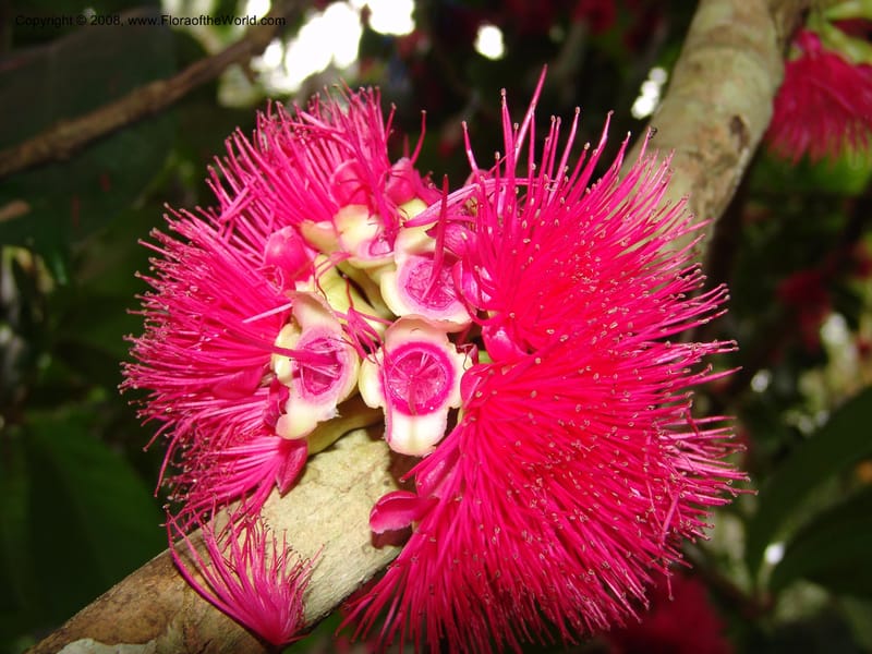 Syzygium malaccense--Tanzania. Zanzibar. Bungi to Jozani Forest Rd. 17 Jul 04. 004.jpg