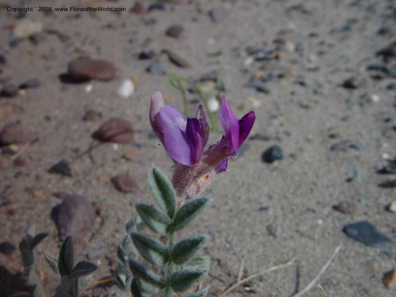 Astragalus purshii--ID. Owyhee Co. Bruneau Dunes St. Park. 20 Apr 03. 007.jpg