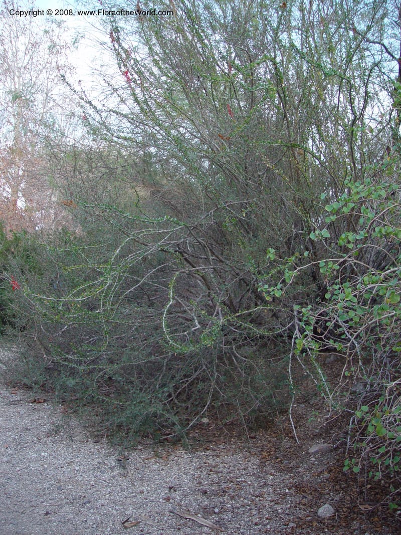 Fouquieria diguetii--CA.  The Living Desert Zoo & Gardens, Palm Desert. 15 Feb 03. 005.jpg