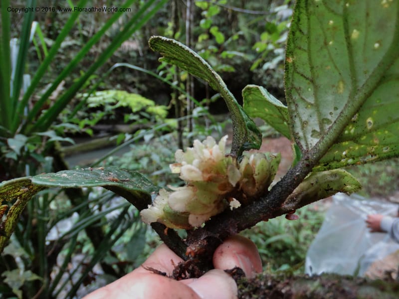 Pentaphragma cyrtandriforme, Davidson, C 12738--Sabah. Mt. Kinabalu. Bundu Tuhan Trail. 11 Oct 2014. DSC04153 (90).JPG