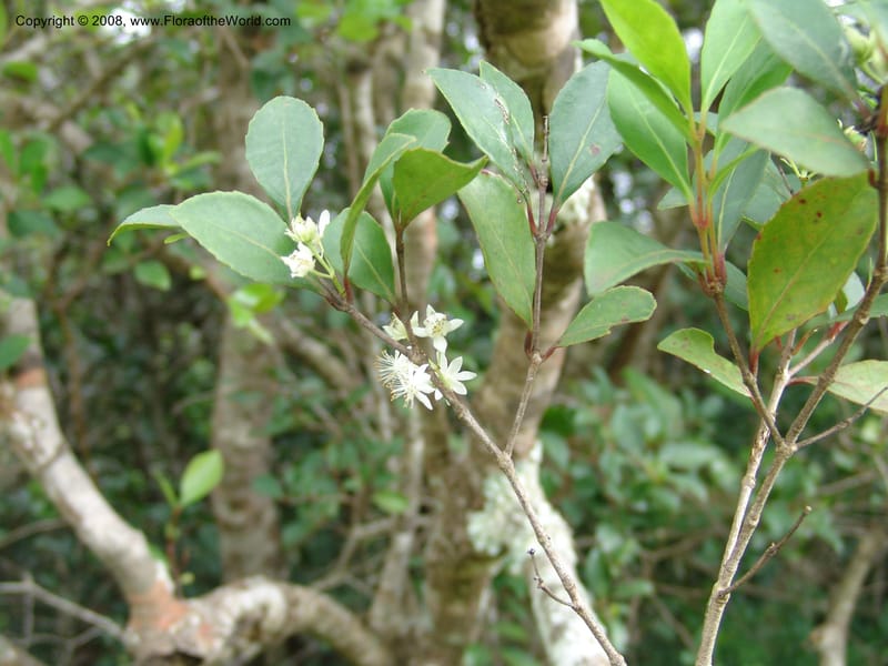 Pseudoscolopia polyantha--So.Africa. E. Cape. Umtamvuna Nat. Res. 11 Mch 05. 112.jpg