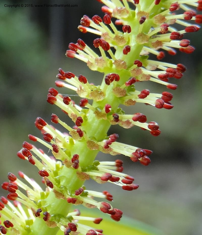 Salix, Boufford, D 43739--China. Sichuan. XinZhaZi Gou. 14 May 2014. DSC06426 (27).JPG