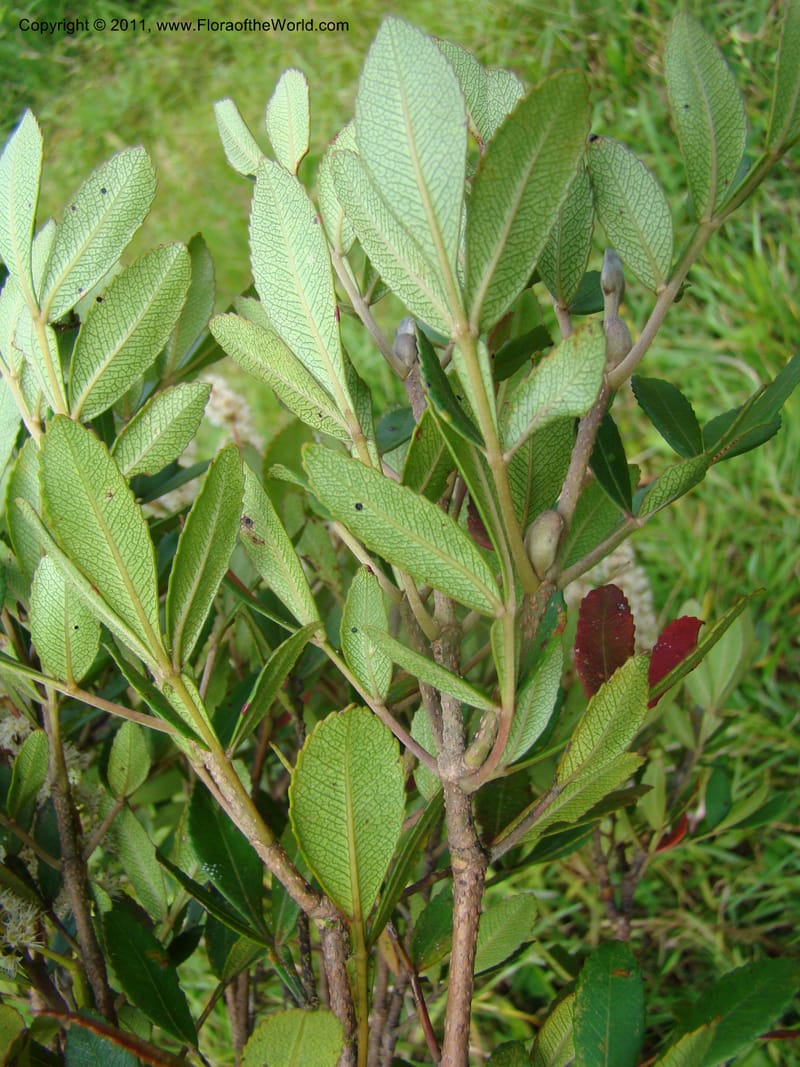 Cunonia disticha,  Munzinger, J 4753--New Caledonia, Prov N, Mt. Mandjelia,  13 Nov 2007  182 (4).jpg