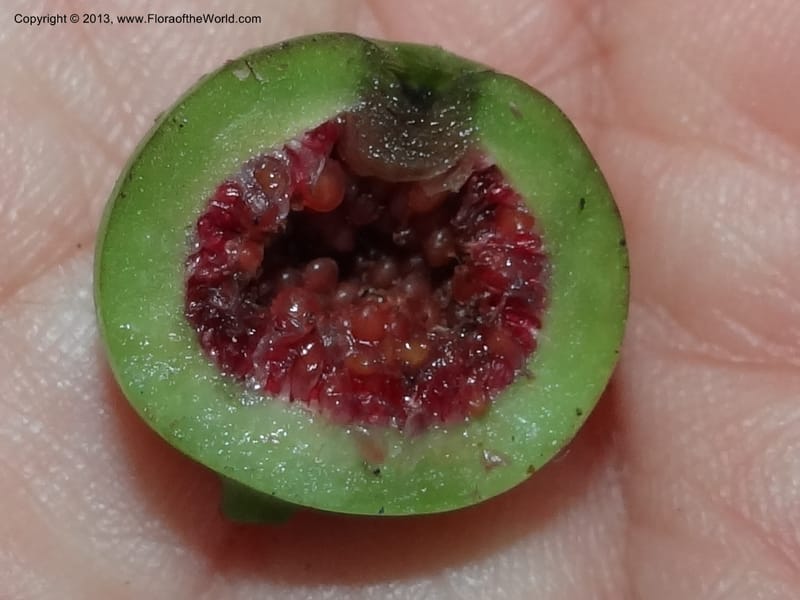 Ficus, S.98873--Malaysia, Sarawak. Kubah Nat. Park. 28 Mar 2012. DSC05973 (79).JPG