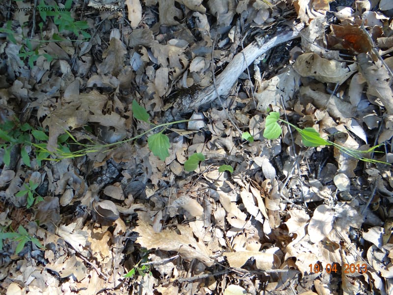 Cardamine californica, Davidson, C 12129--USA, California, Nevada Co. 19 Apr 2013  0073 (2).JPG