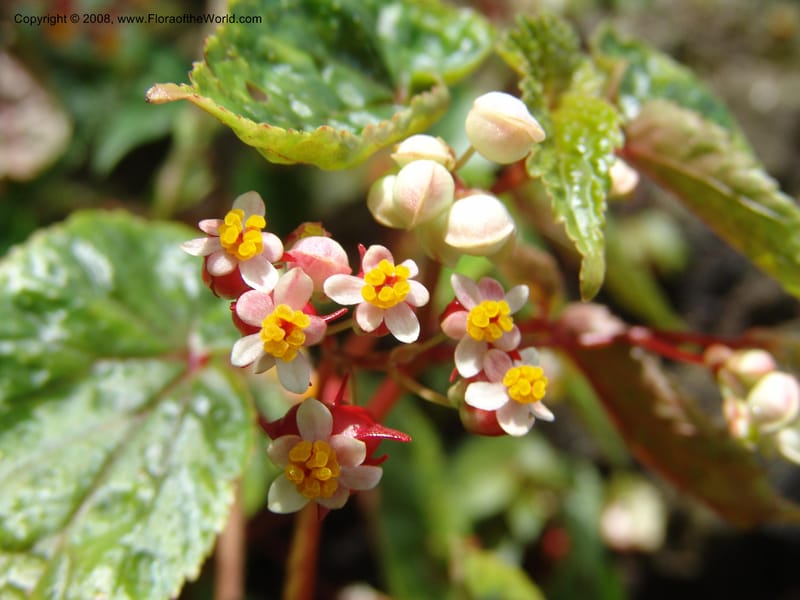 Begonia--Cameroon. Limbe Garden. 12 Oct 04. 147.jpg