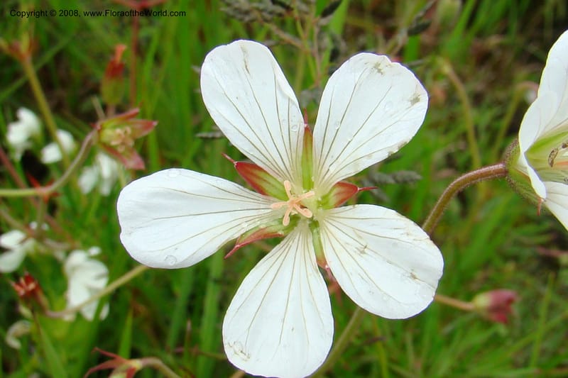 Geranium incanum, WKindeketa3021--Tanz. Makete Distr. Kitulo Nat. Pk. 25 Jan 08. 145.jpg