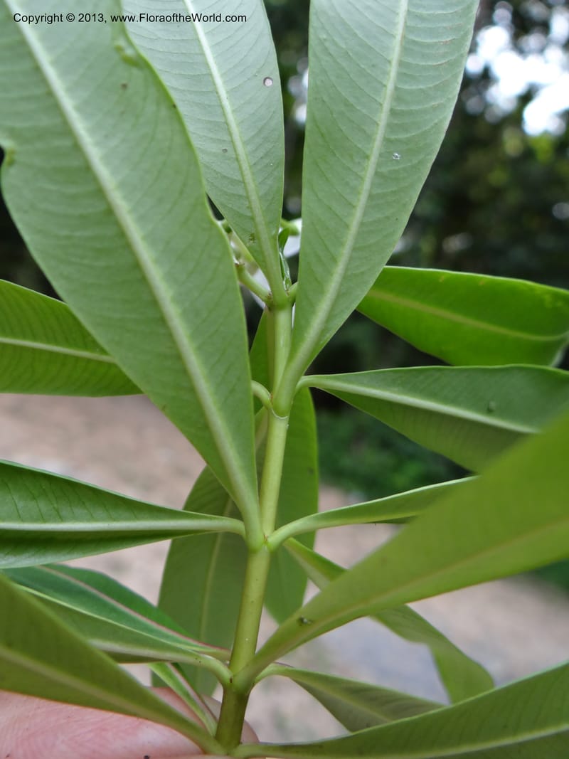 Alstonia curtisii, VC 5642--Thailand. Trang. Khao Pra Bang Kram Wildl. Sanct. 16 Nov 2012. DSC00077 (114).JPG