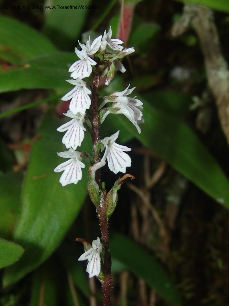 Holothrix holoceras--So.Africa. Mpumal. Buffelskloof Private Nat. Res. 17 Mch 05. 404.jpg