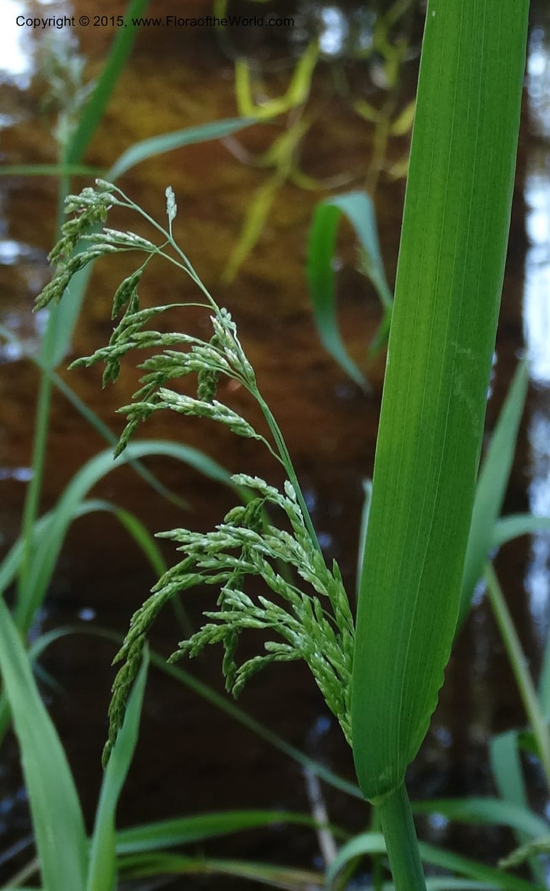 Torreyochloa pallida var. pauciflora, Davidson, C 12609--Idaho. Valley Co. Payette Lake. Sylvan Cr. 20 Jul 2014. DSC00669 (44).JPG