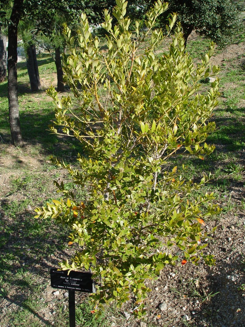Buxus balearica, 2002.0105--Spain. Barcelona Botanic Garden. 21 Apr 04. 016.jpg