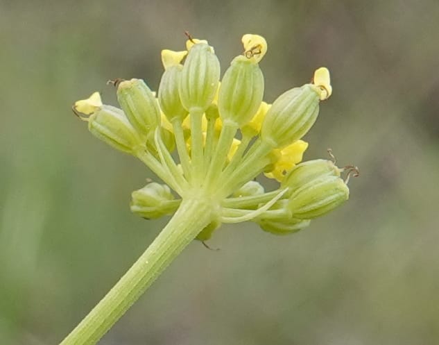 Lomatium triternatum, C. Davidson 13753--Oregon. Wallowa Co. Zumwalt.Trail Cr. Rd. 4 Jun 2018. DSC04078 (135).JPG