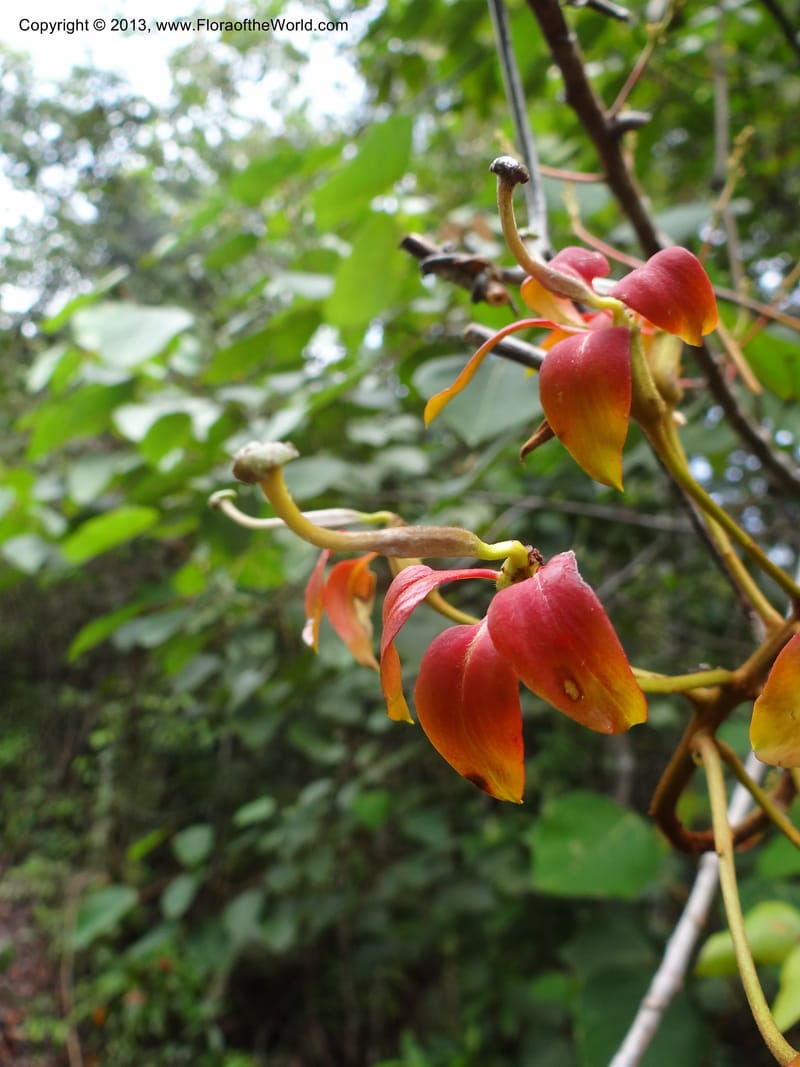 Bauhinia kockiana, SAN.153247--Malaysia, Sabah. Tawai For. Res. 9 Apr 2012. DSC07890 (10).JPG