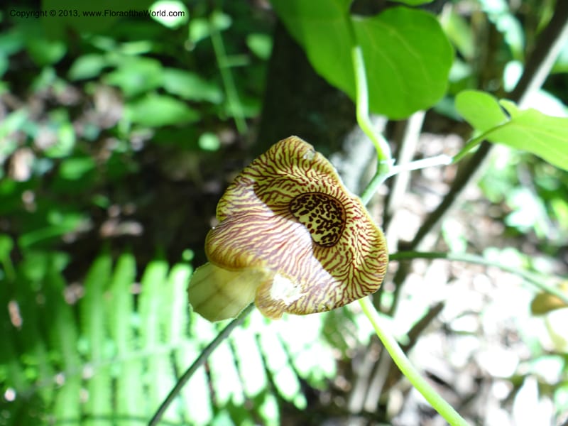Aristolochia, Li Pan 1205292--China. Zhejiang Prov. Tian Mu Shan. 29 May 2012. DSC00348 (161).JPG