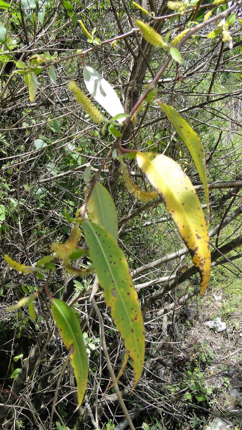 Salix, N. Martinez Melendez 2758--MX. Oaxaca. Camino Ixtlan-Talea. 15 Sept 2010. 278 (220).jpg