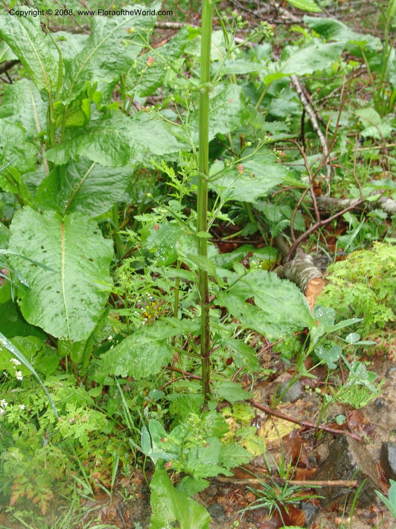 Scrophularia ilvensis--Georgia. 2 km S of Bakuriani, rd to Khrats'koros. 6 Jun 05. 299.jpg