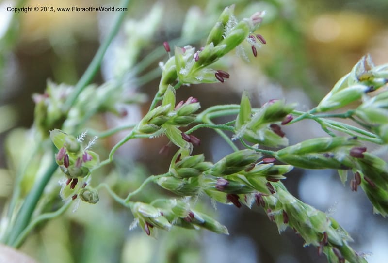 Torreyochloa pallida var. pauciflora, Davidson, C 12609--Idaho. Valley Co. Payette Lake. Sylvan Cr. 20 Jul 2014. DSC00669 (67).JPG