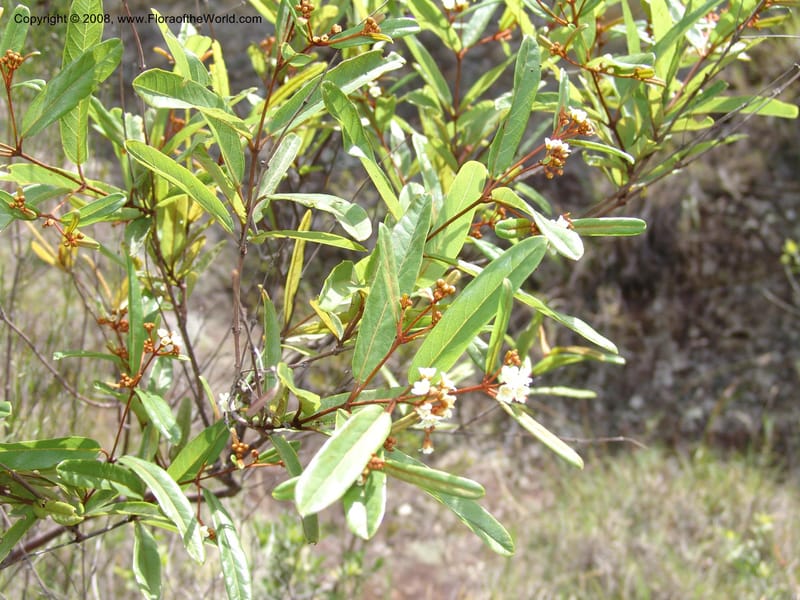 Acridocarpus, Z.Rogers820--Madag. Prov. Fianar. Parc Nat. Isalo.  12 Jan 06. 218.jpg
