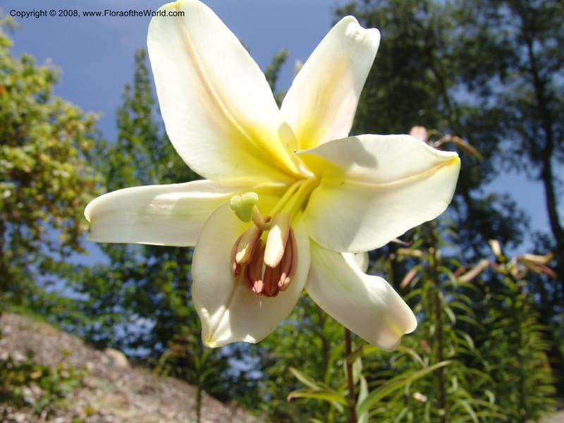 Lilium lanceolatum, 2002.111--CA. Quarryhill Bot. Garden, Glen Ellen. 1 Jun 07. 018.jpg