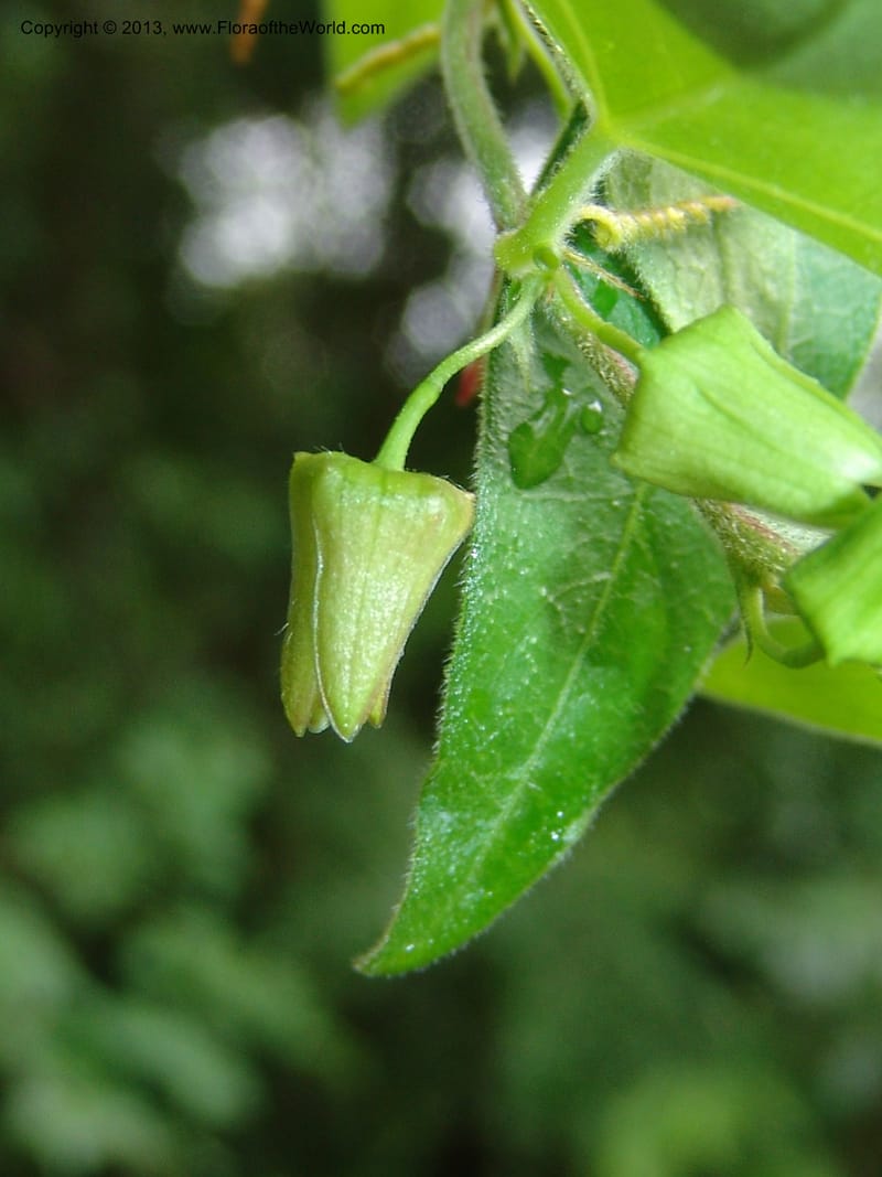 Passiflora suberosa--So.Africa. Lowveld Nat. Bot. Gard. 14 Mch 05. 122.jpg