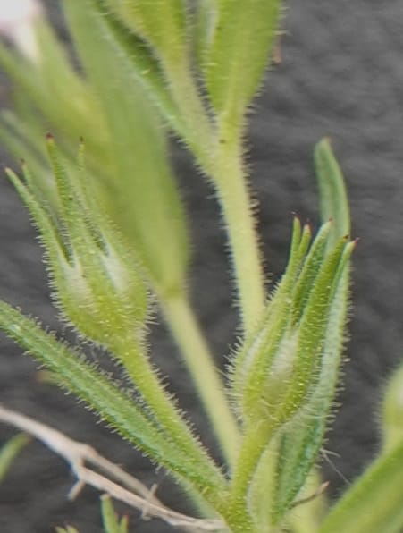 Microsteris gracilis, C. Davidson 13756--Oregon. Wallowa Co. Zumwalt.Trail Cr. Rd. 4 Jun 2018. DSC04078 (223).JPG