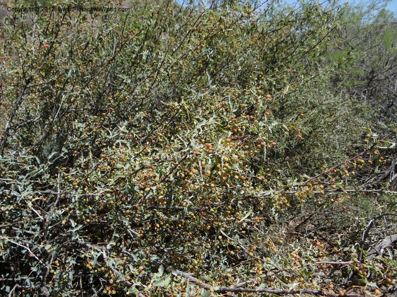 Berberis haematocarpa, Davidson, C 11937--AZ. Yavapai Co. Crown King Rd. 7 May 2012. DSC0894 1 (272).JPG