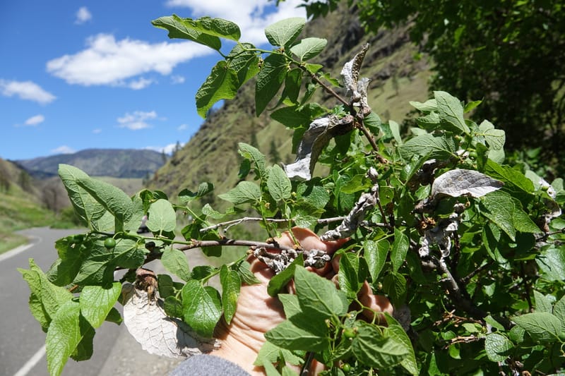 Celtis reticulata, C. Davidson 13581--ID. Idaho Co. Salmon R. Rd. E of Riggins. 24 May 2017. DSC00708. JPG (186).JPG
