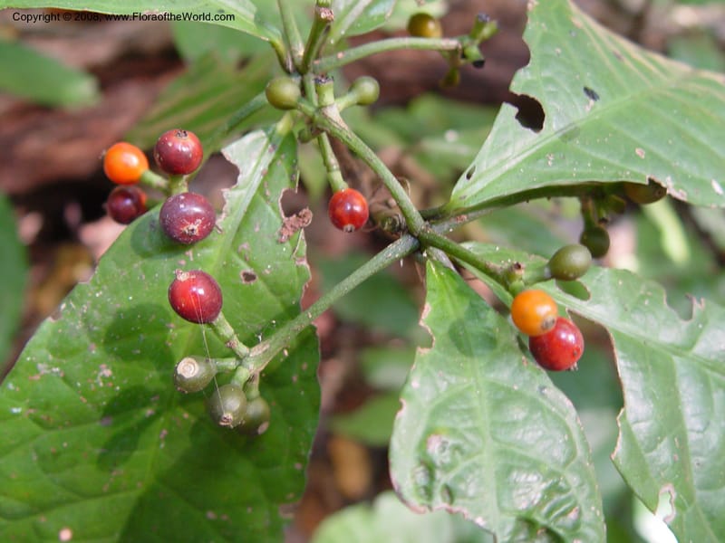 Psychotria--Cameroon. Limbe Botanic Garden. 7 Dec 03. 104.jpg