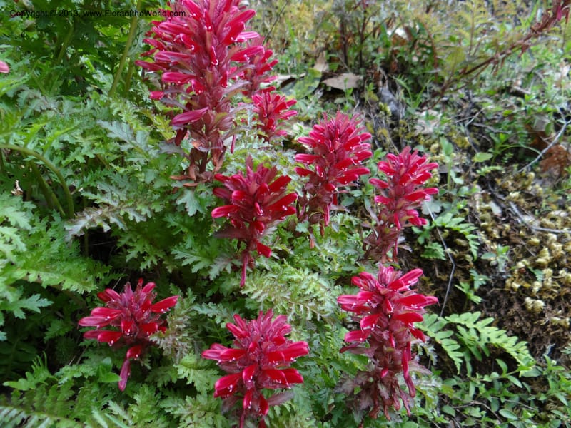 Pedicularis densiflora, Davidson, C 12118--Calif. Trinity Co. Hwy 299. 15 Apr 2013 (18).JPG