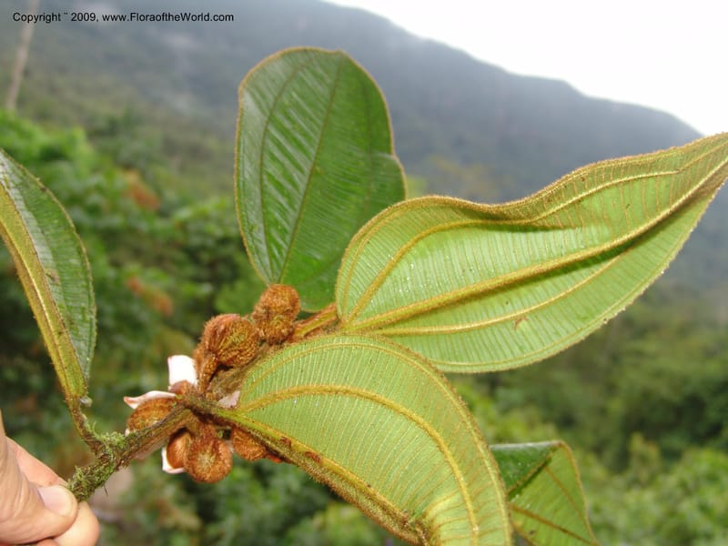 Blakea, TCroat98619--Ecuador. Prov. Zamora Ch. Rio Nangaritza ca Las Orquideas. 15 Sep 07. 397.jpg