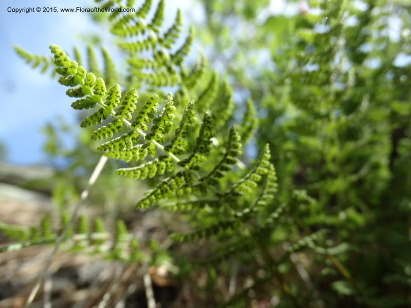 Woodsia scopulina, Davidson, C 12843--Idaho. Valley County. Sylvan Beach. 15 Jun 2015.  (33).JPG