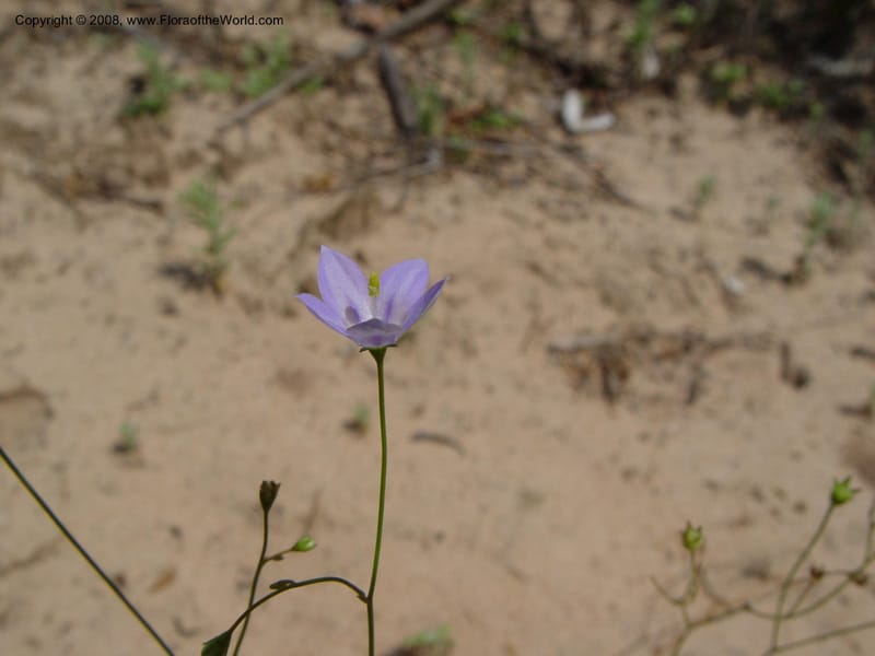 Wahlenbergia--So. Africa. KwaZuluNatal. Lake Sibaya Lodge. Yellow trail. 1 Oct. 03. 037.jpg