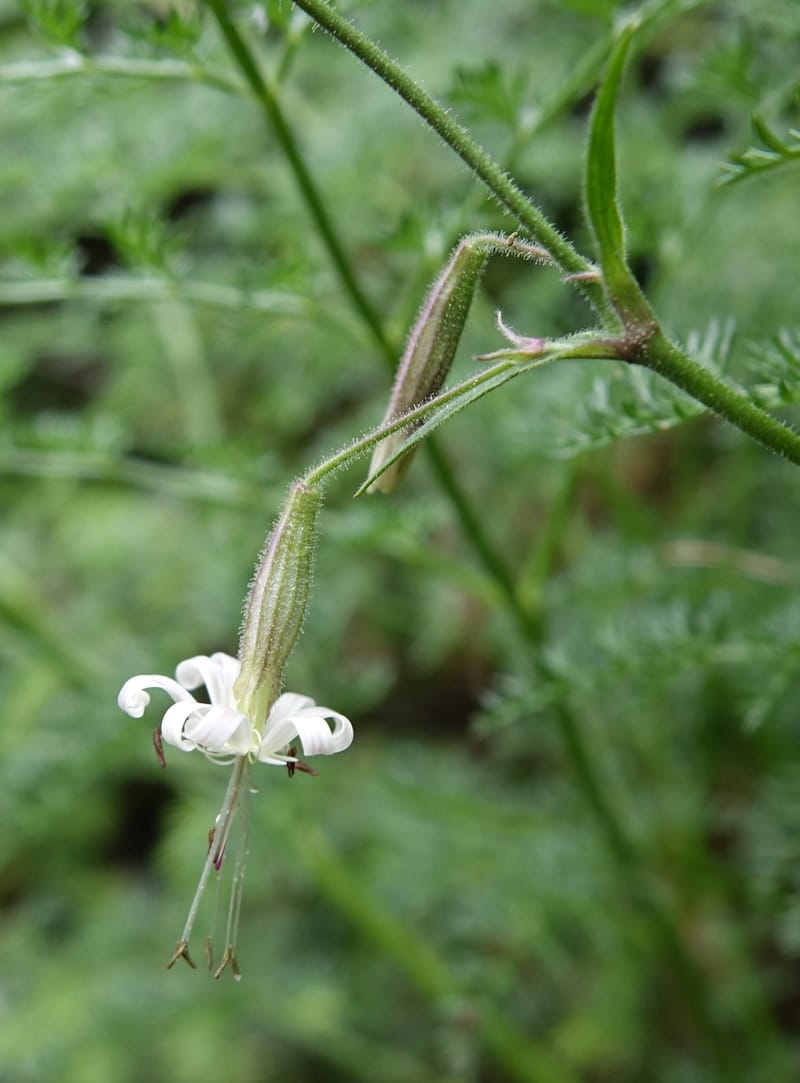 Silene nutans subsp. nutans,  Davidson, C 13266--Switzerland. Oberwald. Chapel St. Nikolas. 2 Jul 2016. DSC07728 (772).JPG
