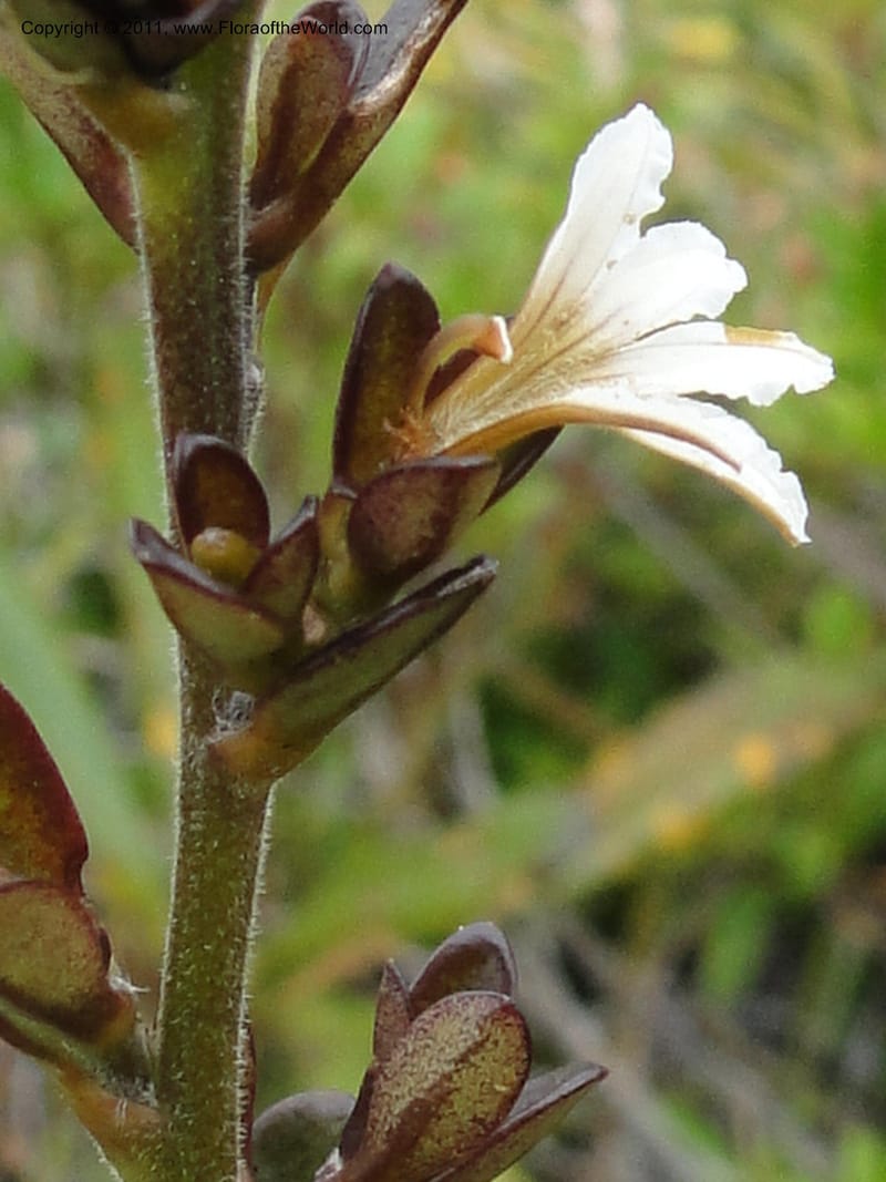 Scaevola beckii, M. Callmander 793--New Caledonia. Mont Dore. 20 Jan 2010. 1247 (15).JPG