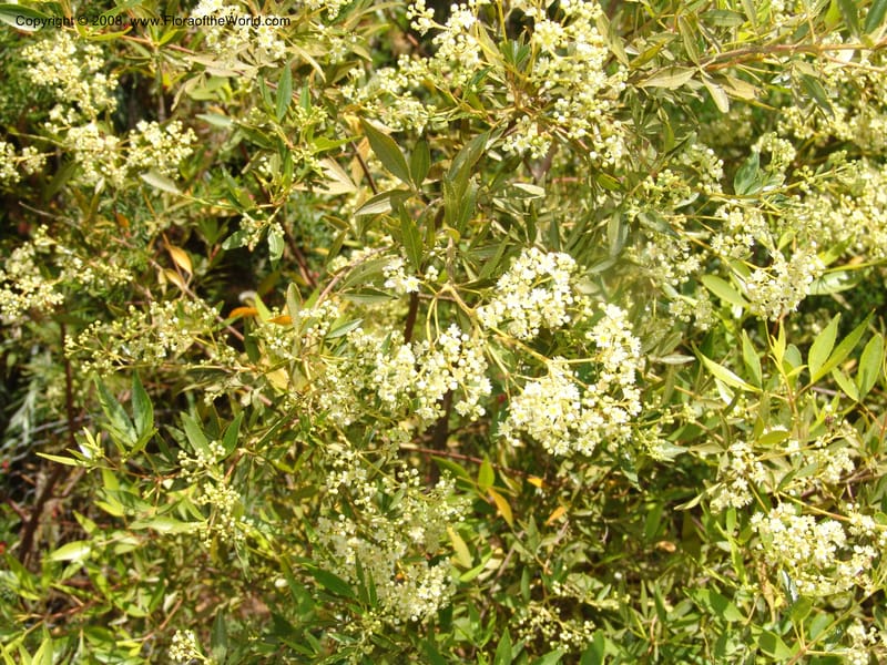 Ceratopetalum gummiferum, 93.104--CA. UC Santa Cruz Arboretum.  1 Jul 06. 168.jpg