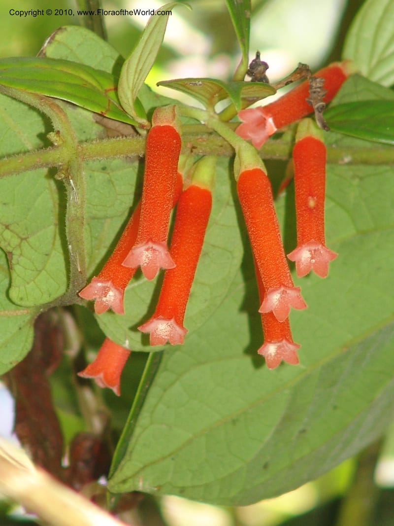 Macleania bullata, Croat 95821--Ecuador. Maquipucuna Biol. Res. Send. Princip. 12 Mar 06. 097 (2).jpg