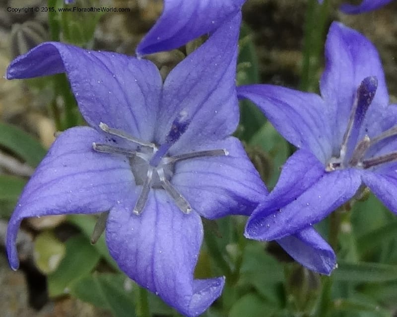 Campanula, Davidson, C 12592B--ID. Idaho Co. Seven Devils Camp Ground. 15 Jul 2014. DSC00113 (172).JPG