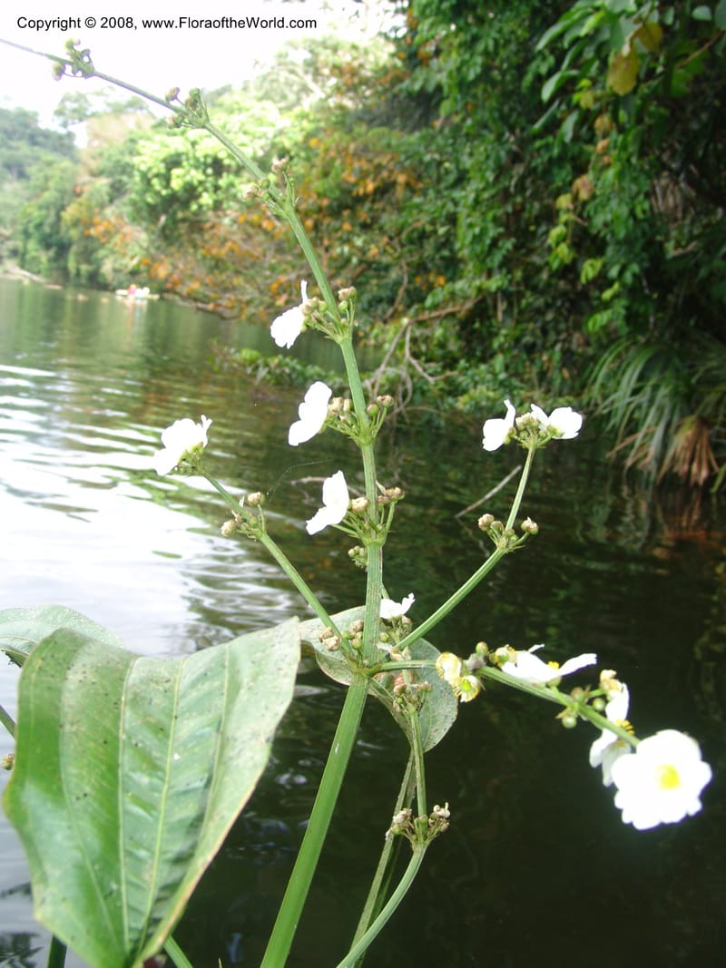 Echinodorus paniculatus, AAraujo-M.1115--Bolivia. Pq. Nac. Madidi. Laguna Chalalan. 26 Nov 04.  023.jpg